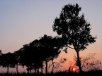 Tramonto e piante Tramonto e piante