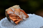 Sasso Brina e foglia Sasso Brina e foglia