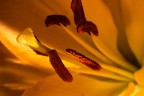 Dentro il fiore Dentro il fiore