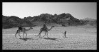 Il turista (grasso) e la formica Il turista (grasso) e la formica