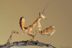 Creobroter Gemmatus Creobroter Gemmatus