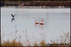 Fenicotteri e cormorano