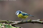 Cinciarella - Parus caeruleus - La PRIMA