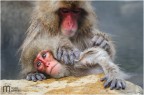 Snow Monkey Snow Monkey
