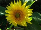 Portami il girasole ch'io lo trapianti
nel mio terreno bruciato dal salino,
e mostri tutto il giorno agli azzurri specchianti
del cielo l'ansiet� del suo volto giallino. 

Tendono alla chiarit� le cose oscure,
si esauriscono i corpi in un fluire
di tinte: queste in musiche.
Svanire � dunque la ventura delle venture.