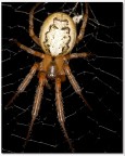 Zigiella X notata Zigiella X notata