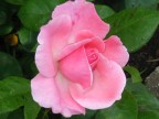 rosa rosa rosa rosa