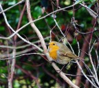 Pettirosso #2: Profilo