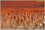 Hydnum rufescens Hydnum rufescens
