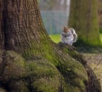 Squirrel #2: Va bene se resto qui?