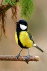 Cinciallegra - Parus major Cinciallegra - Parus major