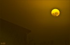 Alba tra gli alberi di Bientina.