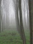 nebbia nebbia