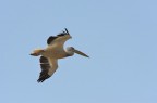 Pellicano in volo Pellicano in volo