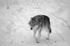 lone wolf lone wolf
