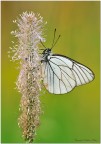 Aporia crataegi Aporia crataegi