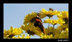 Butterfly Vatalanta n.2 Butterfly Vatalanta n.2