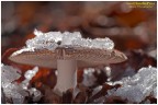 Amanita e ghiaccio Amanita e ghiaccio