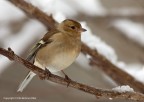 Fringuello femmina (Fringilla coelebs)