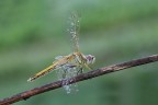 Sympetrum fonscolombii Sympetrum fonscolombii