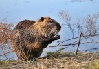 nutria nutria