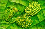 Hyalinobatrachium valerioi Hyalinobatrachium valerioi