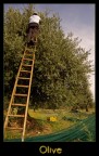 Olive ::col:: Olive ::col::