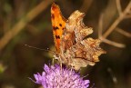 Nymphalis c-album Nymphalis c-album