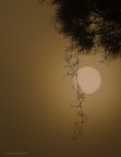 Controluce con nebbia Controluce con nebbia