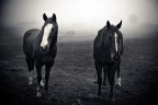 Horses Horses