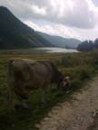 La mucca Frisona La mucca Frisona