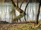 L'albero rinoceronte