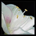 amarillis amarillis