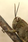 Ritratto di Anacridium aegyptium Ritratto di Anacridium aegyptium