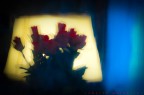 rose su vetro rose su vetro