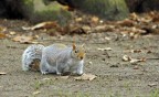 Squirrel #3: Non mi sembri cattivo! Squirrel #3: Non mi sembri cattivo!