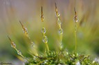 Prima macro 2011 Prima macro 2011