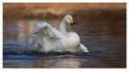 Cigno selvatico Cigno selvatico