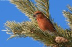 Crociere (Loxia curvirostra) Crociere (Loxia curvirostra)