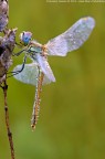 Libellula - Sympetrum fonscolombii