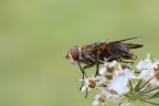 Mosca Mosca