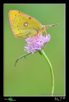 ...Colias crocea... ...Colias crocea...