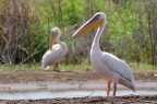 Pellicano - Lago Chamo, Etiopia Pellicano - Lago Chamo, Etiopia