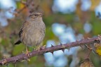 Passera scopaiola