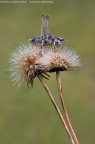 Bradyporidae - Uromenus sp Bradyporidae - Uromenus sp