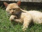 L'intellettuale L'intellettuale
