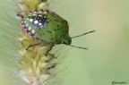 Nezara viridula Nezara viridula