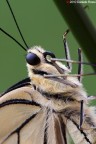 Ritratto di Papilio Machaon Ritratto di Papilio Machaon