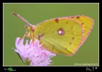 ...Colias crocea II...