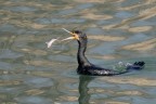 il cormorano e il barbo il cormorano e il barbo
